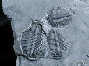 Three Elrathia Trilobites In Matrix #2943