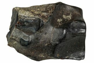 Fossil Dinosaur (Triceratops) Shed Tooth - Montana #339779