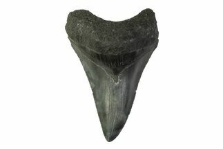 Serrated, Fossil Megalodon Tooth - South Carolina #341373