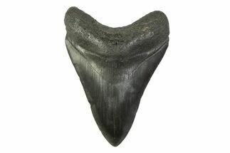 Fossil Megalodon Tooth - South Carolina #341374