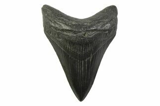 Fossil Megalodon Tooth - South Carolina #341385