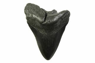 Fossil Megalodon Tooth - South Carolina #341391