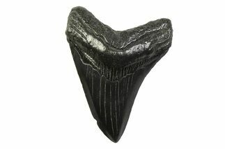 Fossil Megalodon Tooth - South Carolina #341392