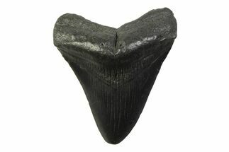 Fossil Megalodon Tooth - South Carolina #341393