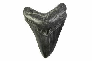 Fossil Megalodon Tooth - South Carolina #341403