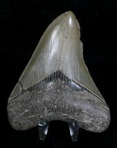 Megalodon Tooth - St Catherine Sound, Georgia #18341