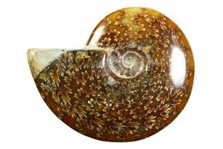 Polished Ammonite (Cleoniceras) Fossil - Madagascar #339231
