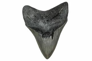Fossil Megalodon Tooth - Georgia #338709