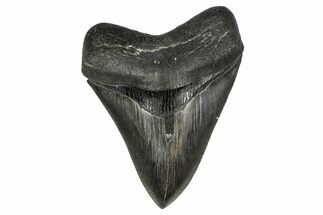 Serrated, Fossil Megalodon Tooth - Georgia #338723