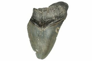 Bargain, , Fossil Megalodon Tooth - Georgia #338791