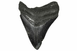 Serrated, Colorful, Fossil Megalodon Tooth - Georgia #340455