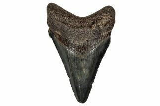 Serrated, Juvenile Megalodon Tooth - South Carolina #340465