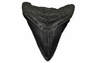 Juvenile Megalodon Tooth - South Carolina #340466