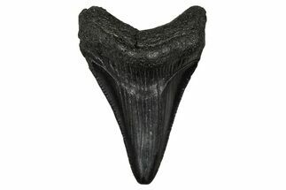 Juvenile Megalodon Tooth - South Carolina #340468
