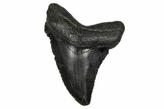 Juvenile Megalodon Tooth - South Carolina #340469