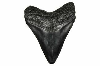 Juvenile Megalodon Tooth - South Carolina #340470
