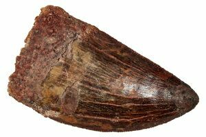2.65 Inch Carcharodontosaurus Tooth - Dark Enamel (#3198) For Sale