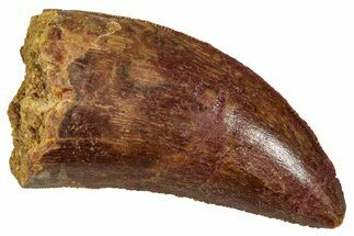 Serrated, Carcharodontosaurus Tooth - Real Dinosaur Tooth #341285
