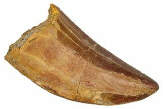 Serrated, Carcharodontosaurus Tooth - Real Dinosaur Tooth #341295
