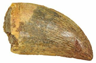 Serrated, Carcharodontosaurus Tooth - Real Dinosaur Tooth #341308