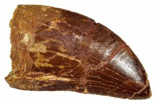 Serrated, Carcharodontosaurus Tooth - Real Dinosaur Tooth #341315