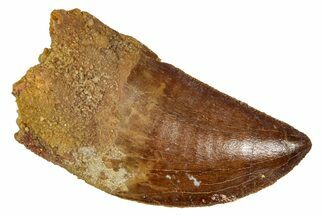 Serrated, Carcharodontosaurus Tooth - Real Dinosaur Tooth #341320