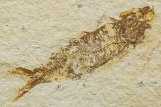 Bargain, Detailed Fossil Fish (Knightia) - Wyoming #340790