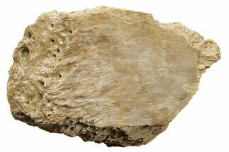 Fossil Tyrannosaur (T rex) Bone Section - Wyoming #342858