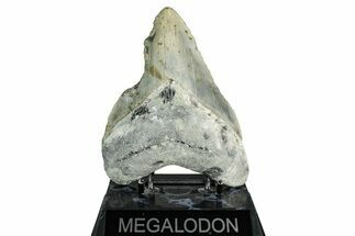 Bargain, Fossil Megalodon Tooth - North Carolina #338492