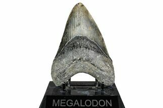 Fossil Megalodon Tooth - North Carolina #338588