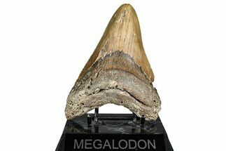 Serrated, Fossil Megalodon Tooth - North Carolina #338594