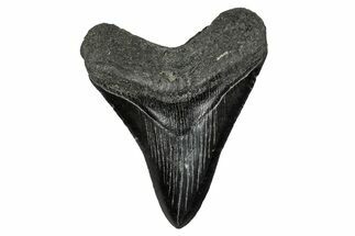 Serrated, Fossil Megalodon Tooth - South Carolina #341441