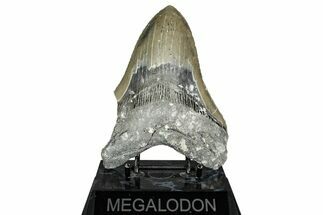 Bargain, Fossil Megalodon Tooth - North Carolina #343387