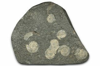 Fossil Ammonite Cluster - Posidonia Shale, Germany #343463