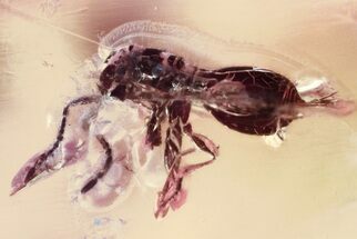 Fossil Parasitoid Wasp (Lagynodes) in Baltic Amber #343262