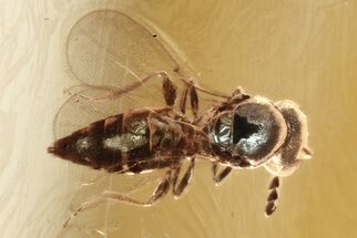 Fossil Parasitoid Wasp (Fidiobia) in Baltic Amber #343263