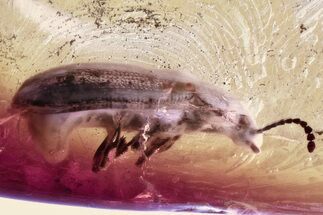 Detailed Hairy Fungus Beetle (Mycetophagidae) in Baltic Amber #343315