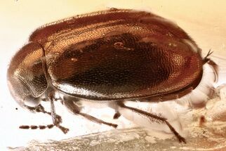 Detailed Fossil Marsh Beetle (Cyphon) in Baltic Amber - Male #343326