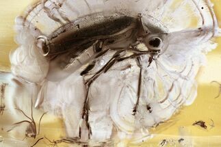 Detailed Fossil Beetle (Ernobius) in Baltic Amber #343327