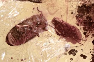 Fossil Hairy Fungus Beetle, Scale Insect & Fungus Gnat in Baltic Amber #343331