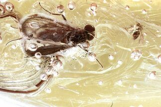 Fossil Long-Legged Fly and True Midge in Baltic Amber #343392