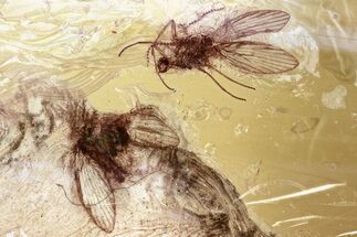 Two Detailed Moth Flies and Thrip in Baltic Amber #343404