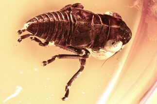 Fossil Leafhopper (Cicadellidae) In Baltic Amber - Jewelry Quality #343427