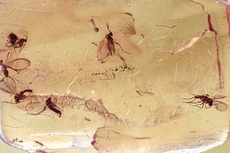 Five Fossil Fungus Gnats a Moth Fly in Baltic Amber #343442