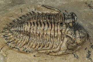 Diminutive Metacanthina Trilobite Fossil - Morocco #343271