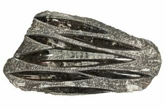 Polished Fossil Orthoceras (Cephalopod) Plate - Morocco #341360