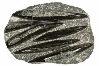 Polished Fossil Orthoceras (Cephalopod) Plate - Morocco #341451