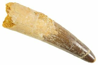 Fossil Spinosaurus Tooth - Real Dinosaur Tooth #343584