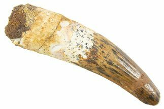 Fossil Spinosaurus Tooth - Feeding Worn Tip #343586