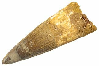 Bargain, Fossil Spinosaurus Tooth - Restored Tip #343602